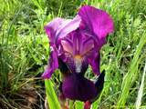 foto de flor de lirio con tama�o de 1024X768